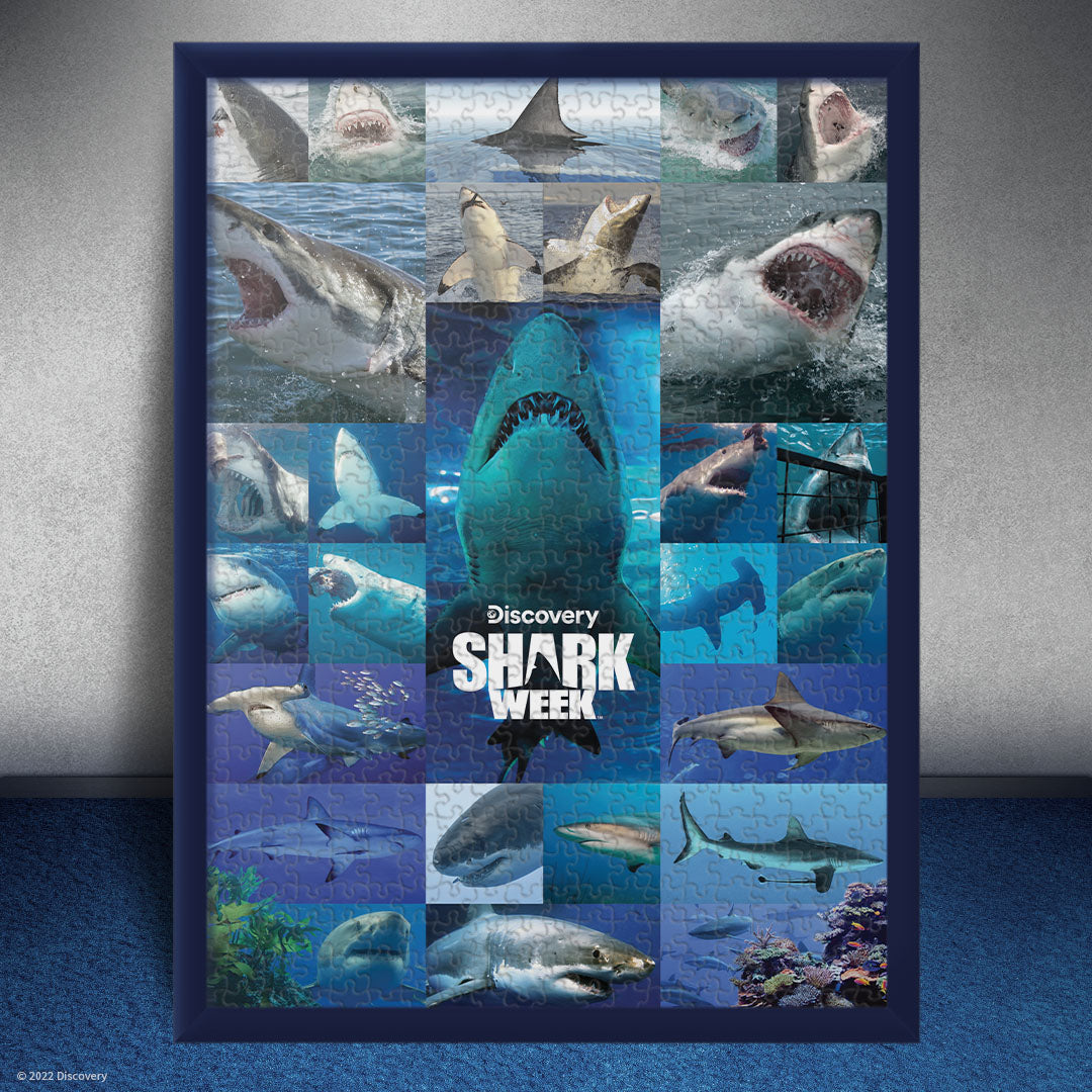 Shark Game: Dungeons And Dolphins